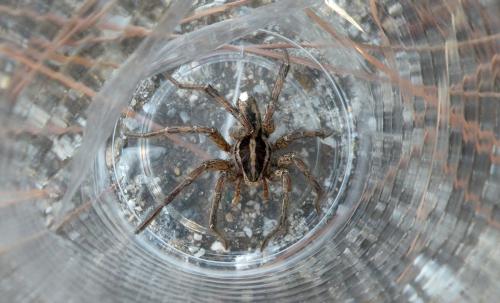 Hogna (graeca-radiata)